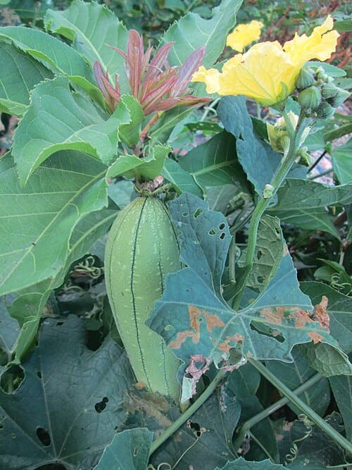Luffa aegyptiaca