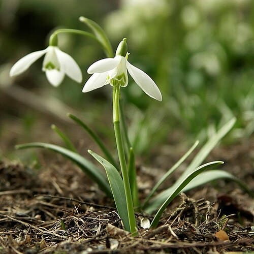 Galanthus, standing in for Galanthus turkestanicus