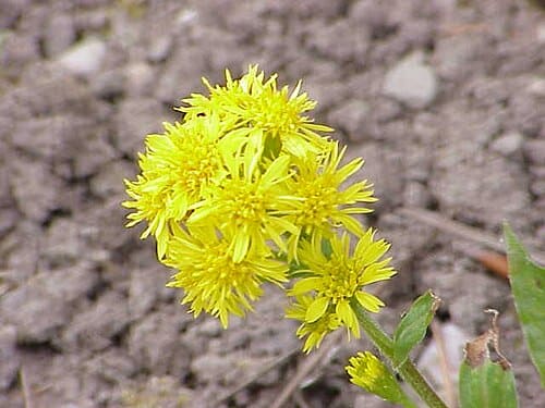 Solidago, standing in for Solidago sericea