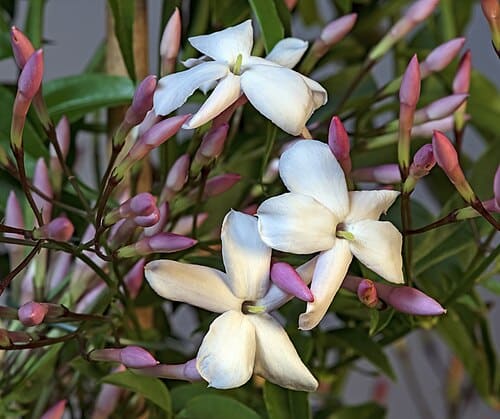 Jasminum, standing in for Jasminum long-tube