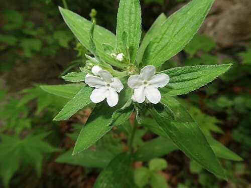Lithospermum erythrorhizon
