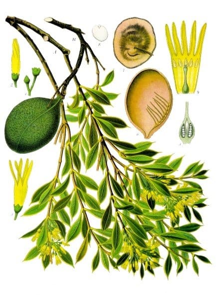Aspidosperma quebracho-blanco