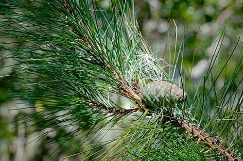 Pinus taiwanensis