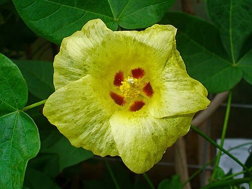 Gossypium, standing in for Gossypium indicum