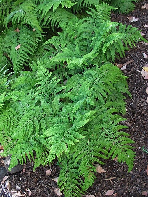 Microlepia strigosa