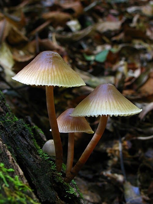Mycena, standing in for Mycena yunnanensis