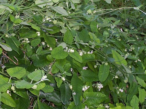 Araujia sericifera