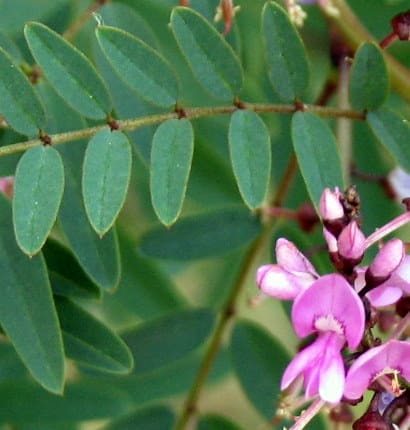 Indigofera australis