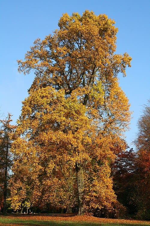 Liriodendron tulipifera