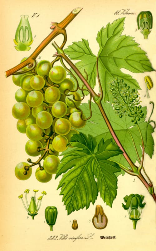 Vitis vinifera