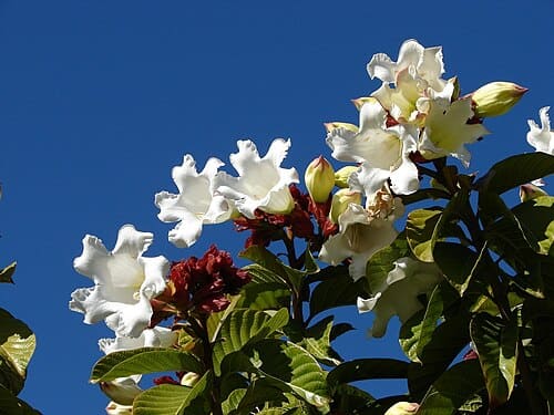Beaumontiinae, standing in for Parepigynum funingense
