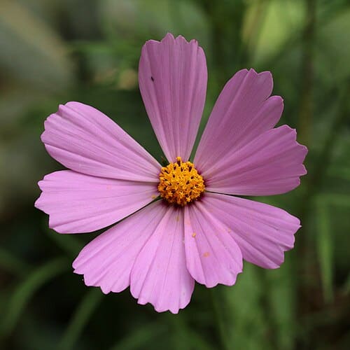 Cosmos bipinnatus