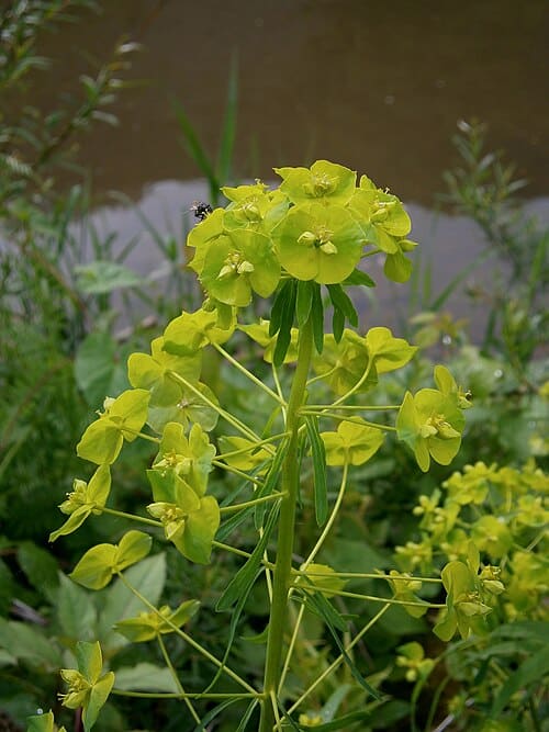 Euphorbia subg. Esula, standing in for Euphorbia kansui