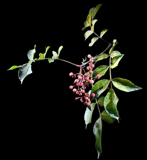 Zanthoxylum piperitum