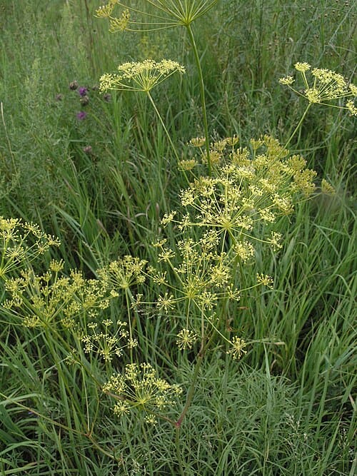 Peucedanum morisonii