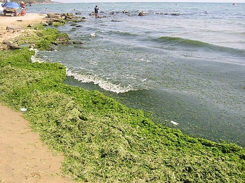 Algae