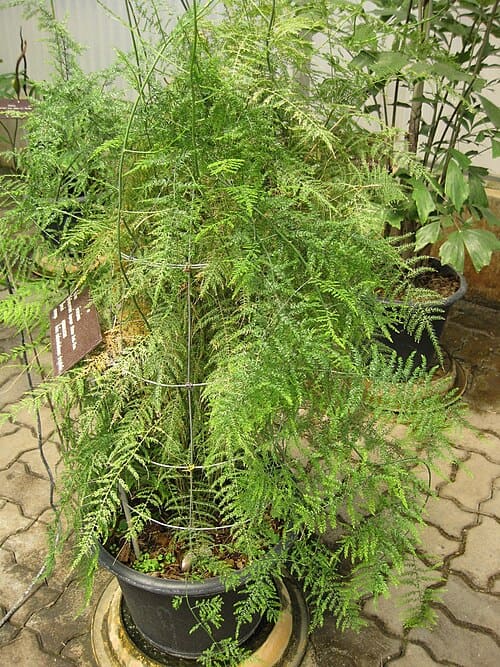 Asparagus filicinus