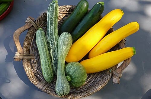 Cucurbita pepo var. cylindrica