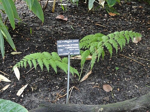 Macrothelypteris, standing in for Macrothelypteris oligophlebia