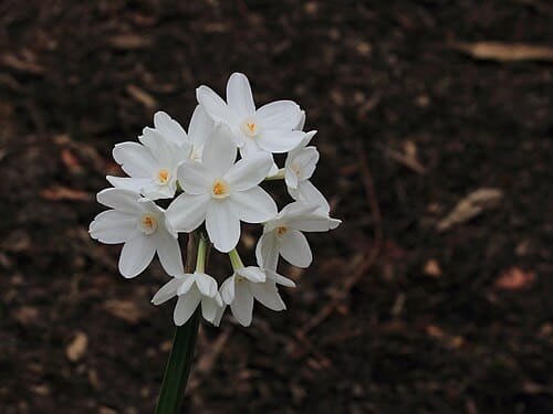Narcissus papyraceus