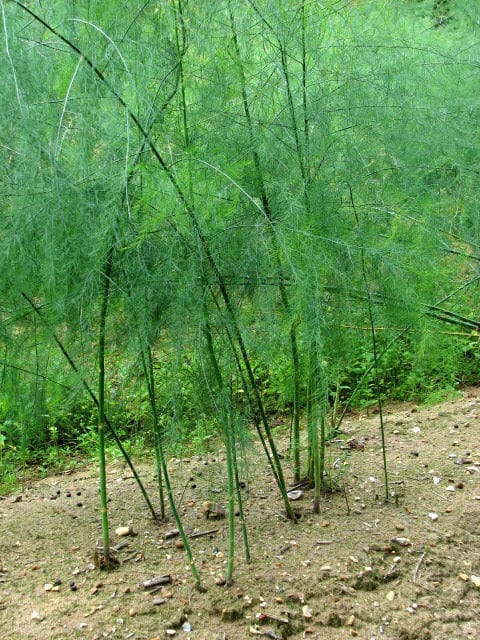 Asparagus officinalis
