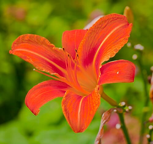 Hemerocallis fulva