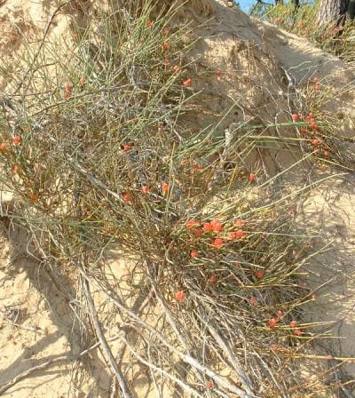 Ephedraceae