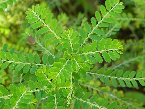 Phyllanthus niruri