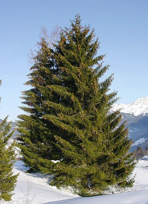 Picea