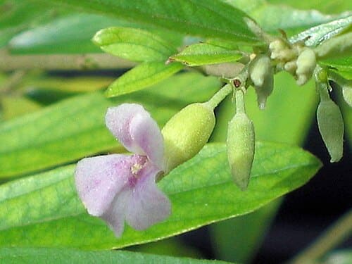 Helicteres angustifolia