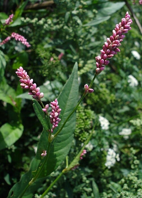 Polygonum, standing in for Polygonum articulatum