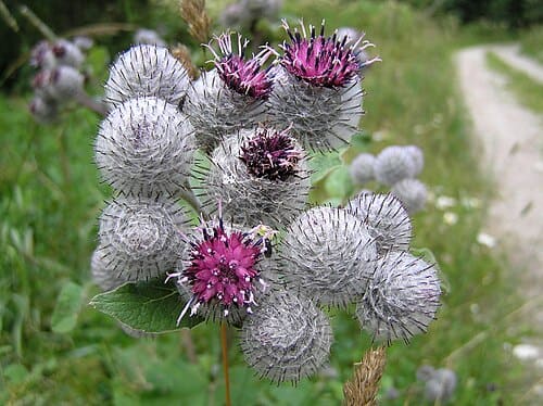 Arctium, standing in for Arctium kamchatka