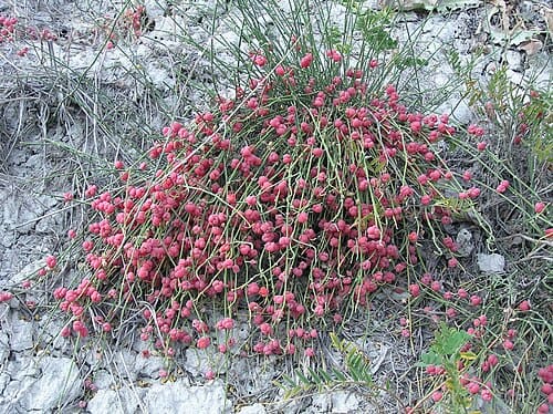 Ephedra distachya
