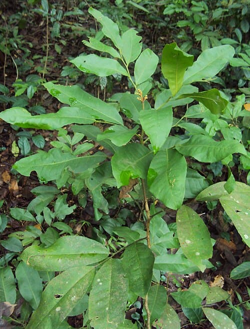Glycosmis pentaphylla