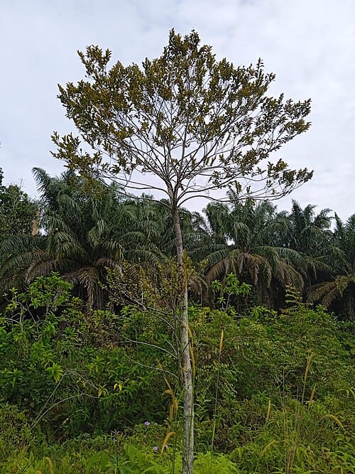 Myristica fragrans