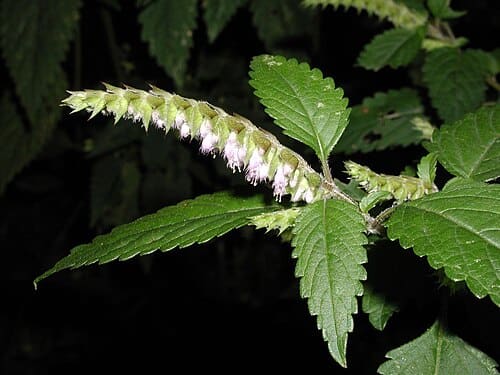 Elsholtzia ciliata