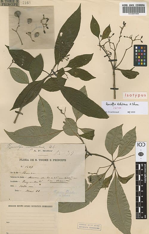 Rauvolfia vomitoria