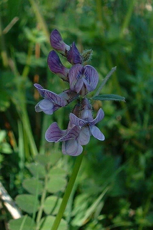 Vicia sepium