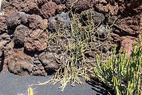 Cissus quadrangularis