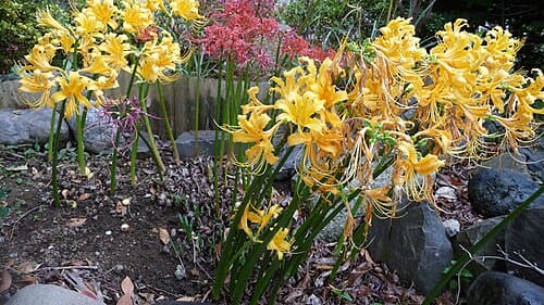 Lycoris aurea