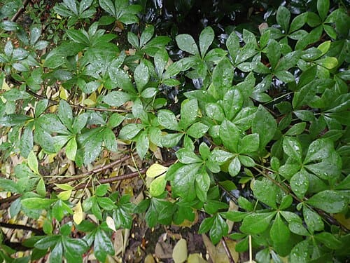 Eleutherococcus nodiflorus