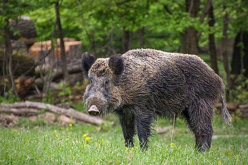 Sus scrofa