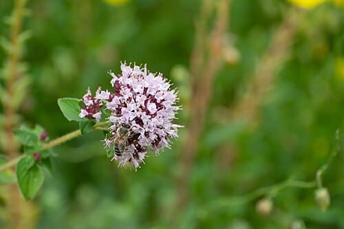 Origanum vulgare