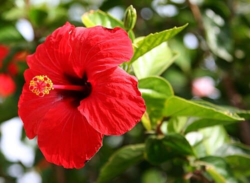 Hibiscus × rosa-sinensis