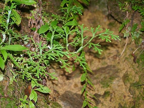 Selaginella doederleinii