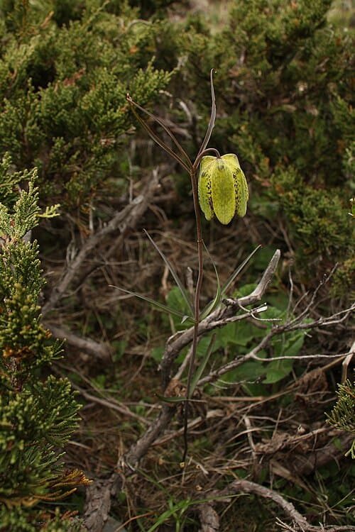 Fritillaria cirrhosa