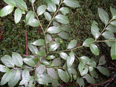 Cardiopteridaceae, standing in for Gonocaryum cordatum