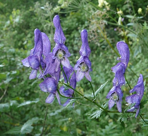 Aconitum, standing in for Aconitum carmichaelii (processed)