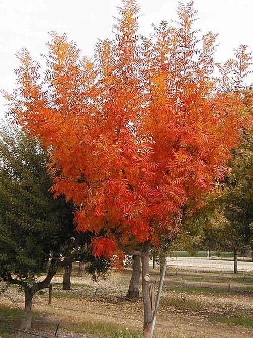 Pistacia chinensis