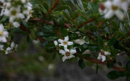 Escallonia